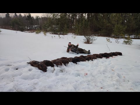 Видео: СЕКРЕТ удачной ОХОТЫ на БОБРА! Чем стрелять бобра?