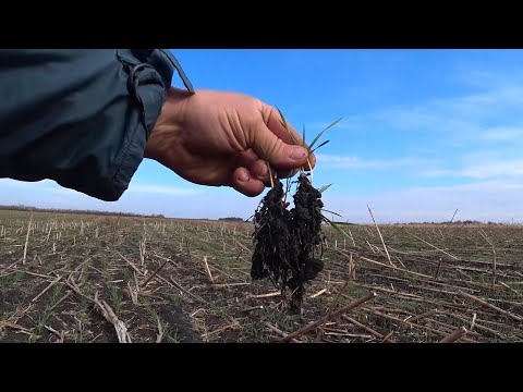 Видео: Смотри в корень! Глубина посева и развитие пшеницы.