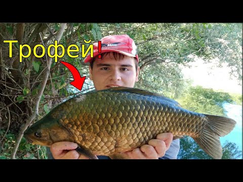 Видео: НОВ РЕКОРД! Хванах ТРОФЕЙНА риба! Риболов на КЕФАЛ, КАРАКУДА и ШАРАН на царевица! Float fishing!