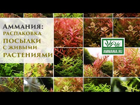 Видео: Распаковка посылки с живыми растениями. Роталы! Марсилия. Аммания.ру