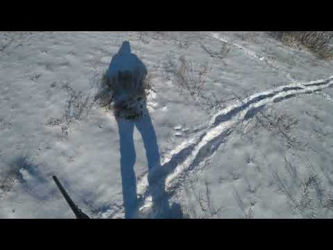 Видео: Охота на зайца и фазана