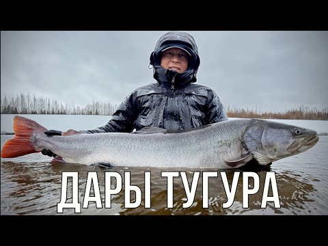 Видео: Дары Тугура (таймень, рыбалка)
