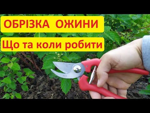 Видео: Обрізка ожини - коли та що потрібно обрізати. На конкретному прикладі