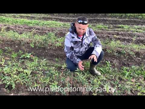 Видео: 🌱 ЖИМОЛОСТЬ СЪЕДОБНАЯ 🌱 ВАЖНЫЕ ПРАВИЛА покупки и посадки осенью саженцев жимолости 😎