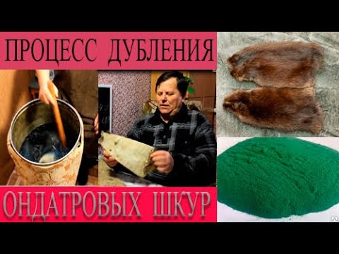 Видео: Дубление шкуры ондатры. Выделка ондатры