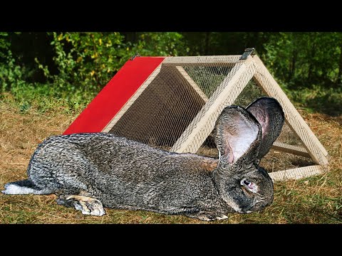 Видео: Что СТАЛО с КРОЛЕМ, КОТОРОГО МЫ НАШЛИ? ВЫБРАЛИ ИМЯ!