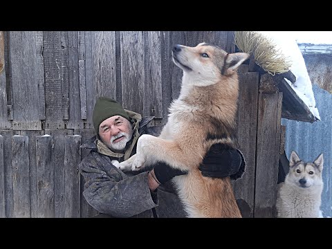 Видео: Ответы на вопросы Охотничьи собаки Истории охотника