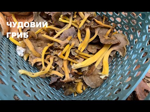 Видео: Лисичка трубчаста - чудовий пізньоосінній гриб/ Craterellus tubaeformis