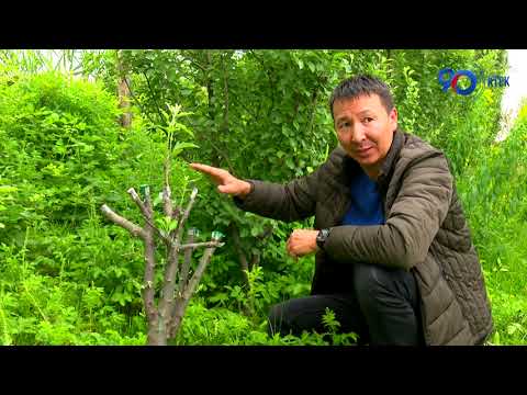 Видео: Эң мыкты алманын сортторун кайдан алса болот? | Агро Чарба