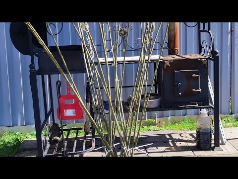 Видео: Плетение ивы , русская пальма. Посадка ивы Американка.Укоренение ивы.