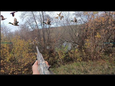 Видео: Столько  уток я ещё не видел 😳Охота на жирных уток осенью 2023 часть 2, с собакой Джесси! МР -155
