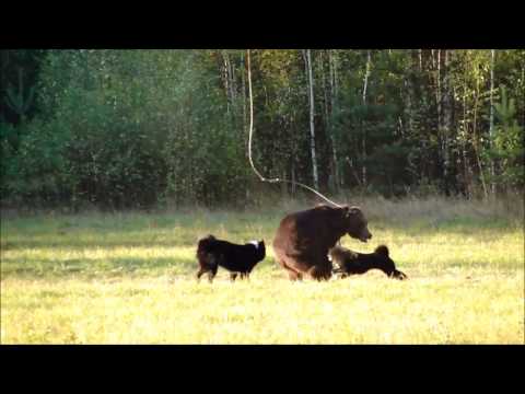 Видео: Состязание лаек по подсадному медведю