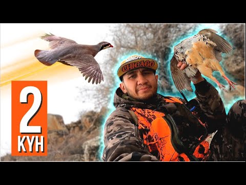Видео: 2-КYН / 2021-ж. Кекиликке анчылык / Талас / Охотана на кеклика