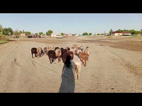 Видео: Жоғалған жүз қой қалай табылды? Қызық әңгіме. Естеліктер