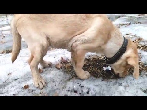 Видео: Особенности прогулки со щенком в городе (Лабрадор Сэм 3 мес.)