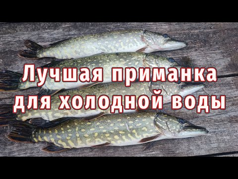 Видео: Скоро зима! Как ловить рыбу сейчас? Лучшая приманка на щуку!