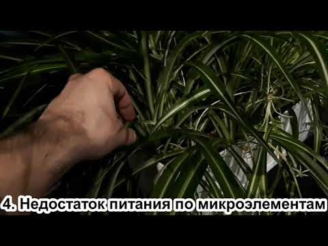 Видео: Хлорофитум. Ломаются листья? 5 ПРИЧИН. Уход за хлорофитумом в домашних условиях