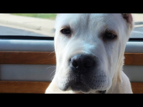 Видео: Что такое соломенный кане-корсо? И зачем он мне?