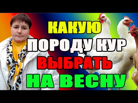 Видео: Какую породу кур выбрать на весну. ПЯТЬ моих лучших кур.