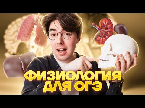 Видео: ВСЯ физиология для ОГЭ по биологии: ВСЕ, что нужно знать для экзамена | ОГЭ биология | Умскул