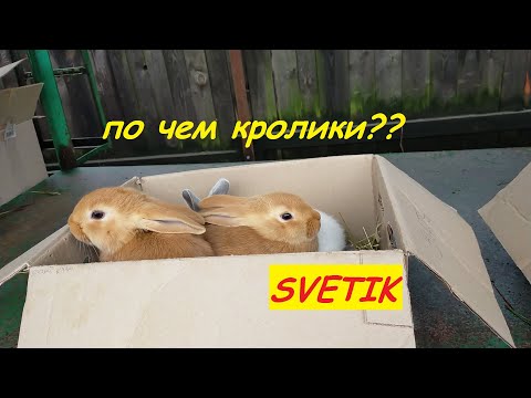 Видео: КРОЛИКИ//СКОЛЬКО ЖЕ СТОИТ КРОЛИК НА РЫНКЕ??