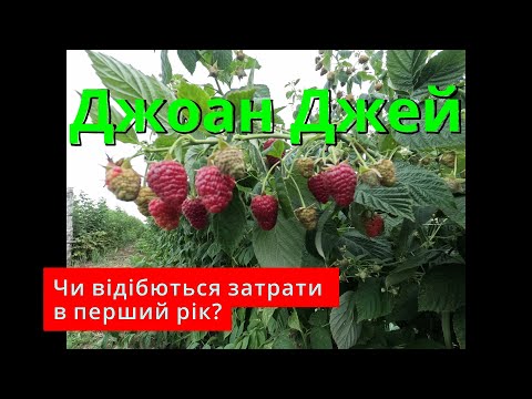 Видео: Джоан джей. Перший рік. Сезон відкрито