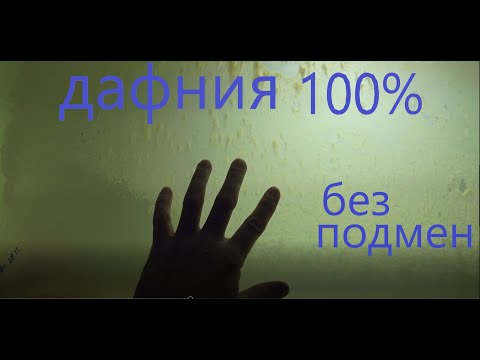 Видео: ДАФНИЯ 100% БЕЗ ПОДМЕН.ТАК ЕЁ МНОГО.ЭКСТЕРИМЕНТ.