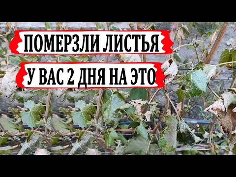 Видео: 🍇 Померзли ЛИСТЬЯ на ВИНОГРАДЕ!  У Вас всего 2 дня, чтобы сделать ЭТО! Когда обрезать виноград?