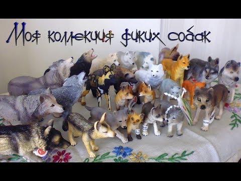 Видео: Моя коллекция фигурок диких собак, волков, лис и т.д. (Schleich, Papo, Safari ltd, ELC)