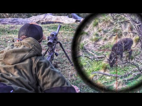 Видео: Его ПЕРВЫЙ ОЛЕНЬ - охота на оленя-самбара + бонус - дальняя охота на паре
