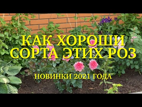 Видео: Розы. Новинки 2021 года. Я в восторге от некоторых сортов. Как они хороши!!!  🌹🌹🌹