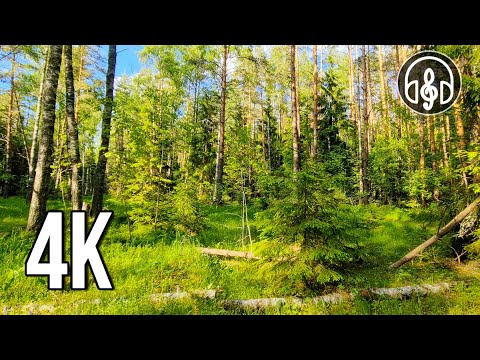 Видео: Звуки летнего леса с пением утренних птиц. 12 часов видео в 4K.
