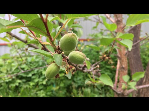 Видео: Абрикосы привитые на сливу пережили монилиоз! Без химии