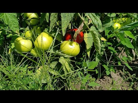 Видео: ВСЁ ЗАРОСЛО...ТОМАТЫ И ПЕРЕЦ...