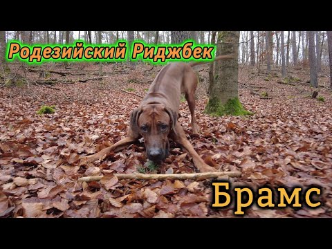 Видео: Брамс хочет на охоту🫣/родезийский риджбек в деле…