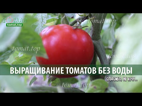 Видео: Мой опыт выращивание томатов без воды...