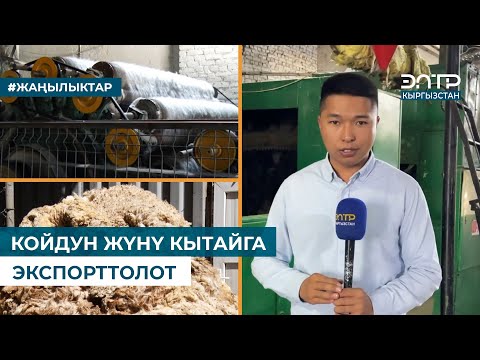 Видео: КОЙДУН ЖҮНҮ КЫТАЙГА ЭКСПОРТТОЛОТ