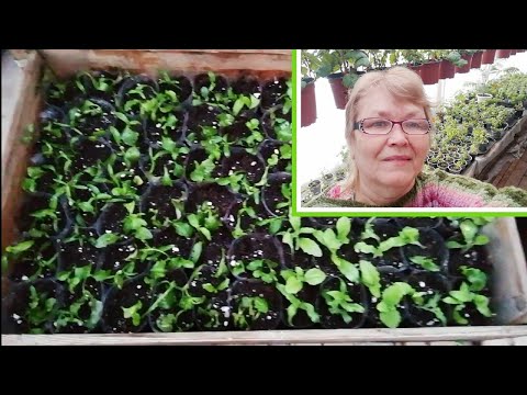 Видео: Черенкование лобелии.