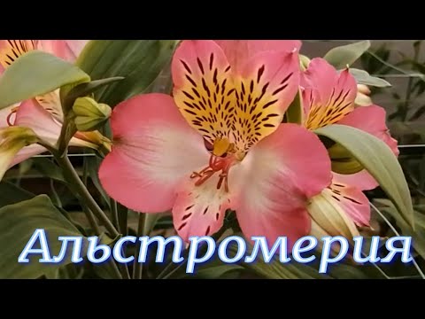 Видео: Альстромерия. Срезка цветка.