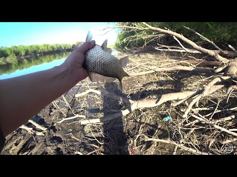 Видео: КАРАСЬ НА ПРУЖИНЫ Р ДОН  Май 2023 Наконец то открыл сезон