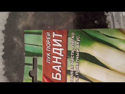 Видео: Пияз пен селдерейді қалай егеміз?///