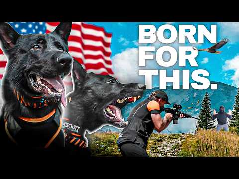 Видео: Элитная немецкая овчарка рождена защищать | K9 доставлена ​​в Миннесоту