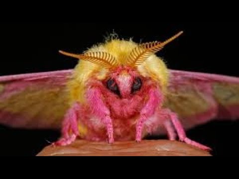 Видео: ▽ Самые странные насекомые
