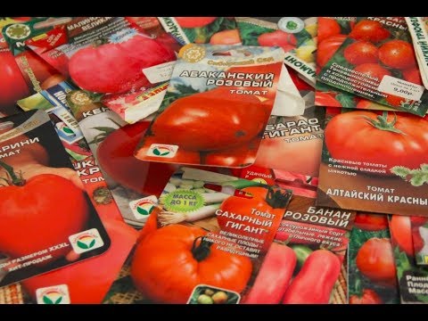 Видео: Какие Томаты Я Больше Не Буду Сажать! Семена Томатов.