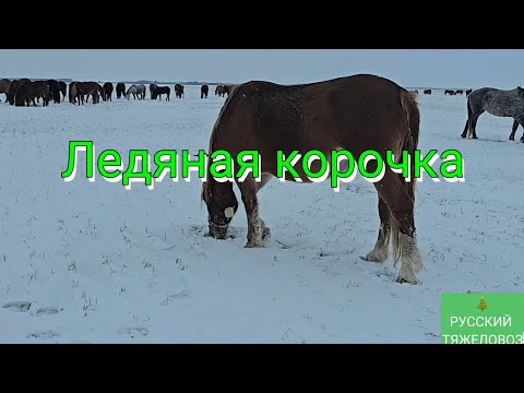 Видео: Сильная метель.| Табунное коневодство. Жеребчик Балхаш.