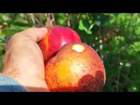 Видео: Огляд нектарина сорту Геа