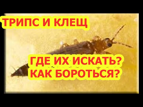 Видео: ТРИПС И КЛЕЩ.