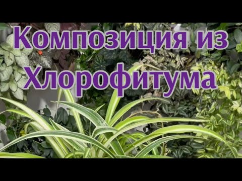 Видео: Композиция из Хлорофитума