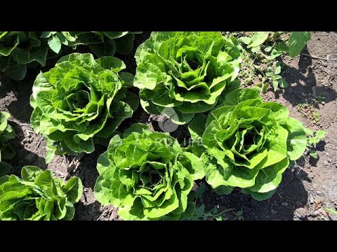 Видео: Салаты с быстрым сроком вегетации от Enza Zaden (Мини-Ромэн, Ромэн, Криспи)