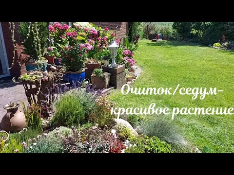 Видео: ОЧИТКИ/ СЕДУМЫ в моём саду 🏡 Fetthenne / Sedum in meinem Garten 🏡